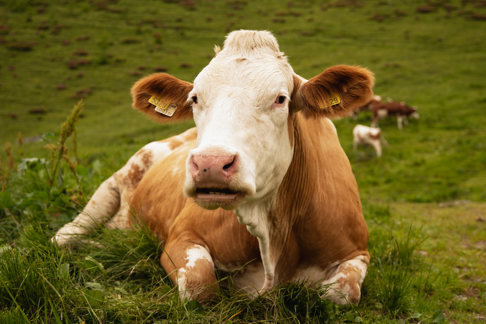 Mucca